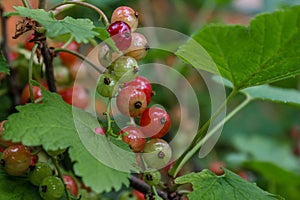 Red currantRed currant grown in its own garden