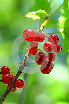 Red currants