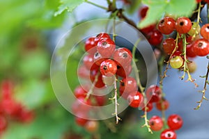 Red Currants