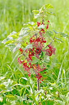 Red currants