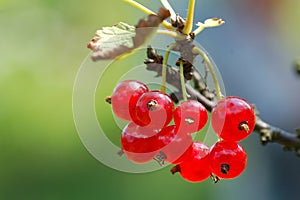 Red currants