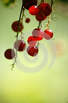 Red currants