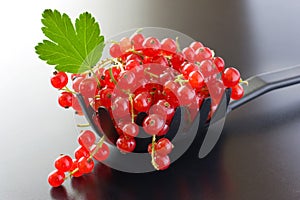 Red currants berries