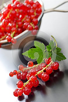 Red currants berries