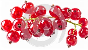 Red Currants Branch Closeup