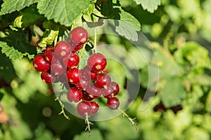 Red currants on a branch
