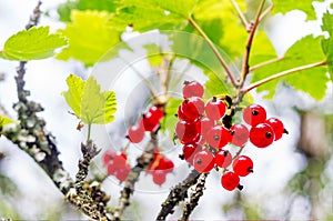 Red currants branch