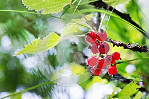 Red currants branch