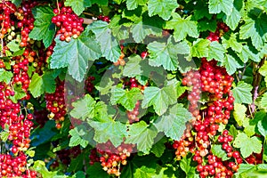 Red currants. Bright berries and green foliage