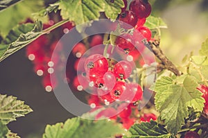Red currants on a bush in the garden/ripe red currants on a bush in the garden