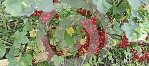 Red currants in the garden