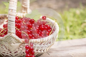 Red currants photo