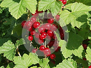 Red currants in the garden