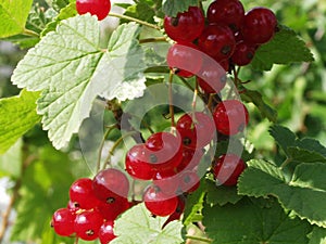 Red currants in the garden