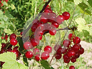 Red currants in the garden