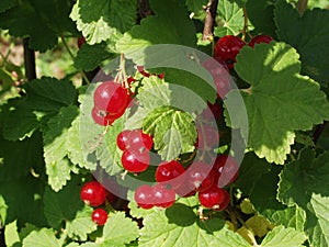Red currants in the garden