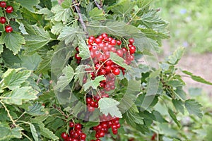 Red currants in the garden