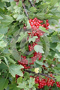 Red currants in the garden