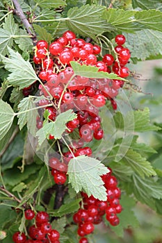 Red currants in the garden