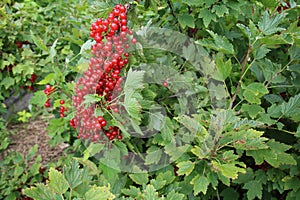 Red currants in the garden