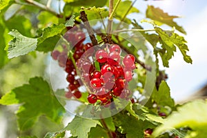 Red currants in the garden, close-up