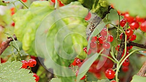 Red currants on a green background.red currants in hand