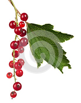 Red currants and green leaf isolated on white