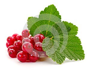 Red currants with green leaves