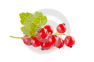 Red currants isolated on white