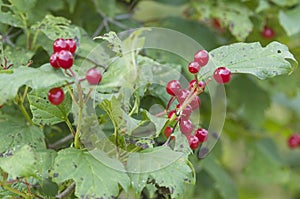 Red Currants