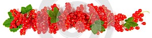 Red Currants Panorama with Leaves isolated on white Background