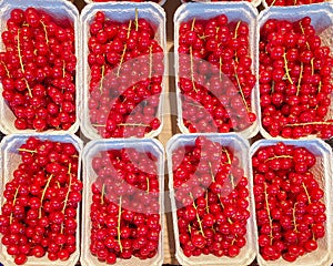 Red currants in paper box. Harvest berries on display