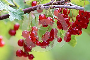 Red currants ripen on the bush in the garden in summer