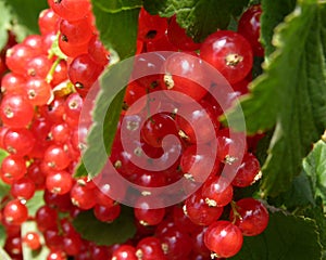 Red currants on shrub photo