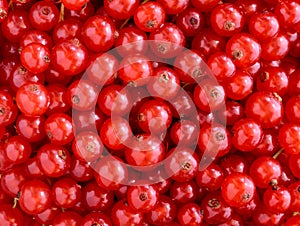 Red currants texture