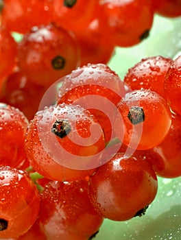 Red currants with waterdrops on green background