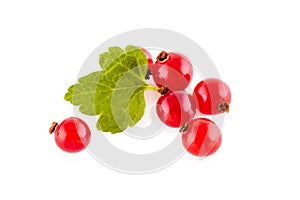 Red currants on white