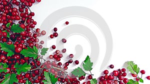 Red current bunch isolated. Redcurrant pile, ripe red current berries group on white background. Background with copy