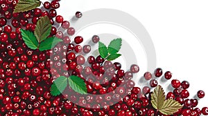 Red current bunch isolated. Redcurrant pile, ripe red current berries group on white background. Background with copy