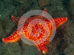 Red Cushion star, Porania pulvillus. Loch Fyne. Diving, Scotland