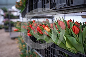 Red cut tulips stacked in plastic boxes on racks in greenhouse, ready for wholesale. Floral business