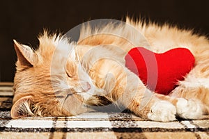 Red cute fluffy cat asleep hugging soft plush heart toy