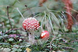 Red cute fungus mushroom with white dots poisonous toxic Amanita Muskari hallucinogenic Fly Agaric in a forest natural green envir