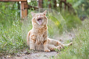 Funny yawing cat portrait photo