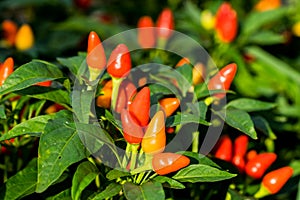 Red cute ornamental pepper in vegetable garden