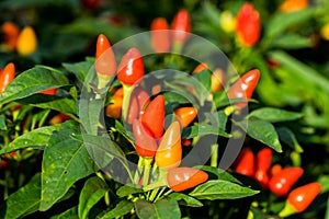 Red cute ornamental pepper in vegetable garden photo