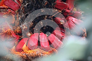 RED CYCAD SEEDS ON CONE