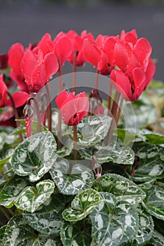 Red cyclamen