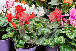 Red cyclamen blossom close-up. Blooming houseplant in flower pot, flower shop, backdrop background. Natural fresh blooming