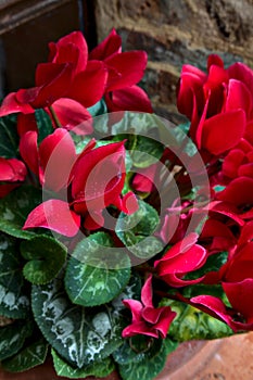 Red cyclamens with leaves in a vase seen up close